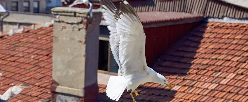 Residential Chimney Animal Removal Solution in Tallmadge, OH